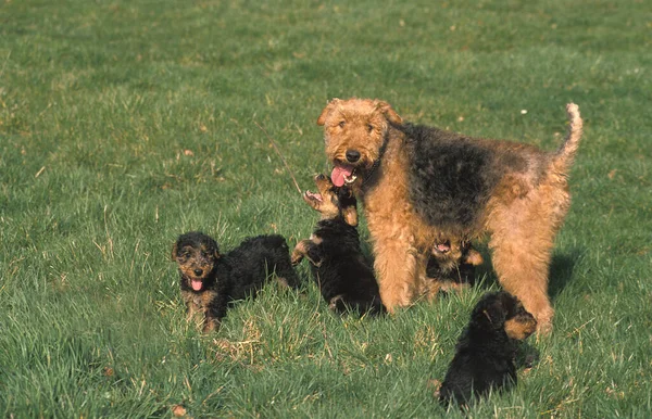 Airedale Terrier Dog, Mother and Puppies