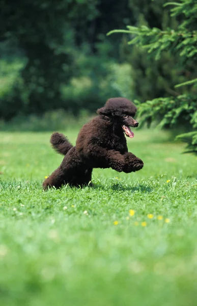 Zwarte Standaard Poedel Hond Springen Het Gazon — Stockfoto