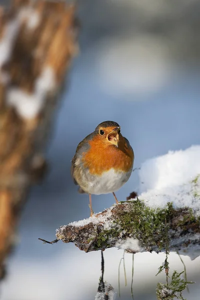 Avrupalı Robin Erithacus Rubecula Karda Duran Yetişkin Normandiya — Stok fotoğraf