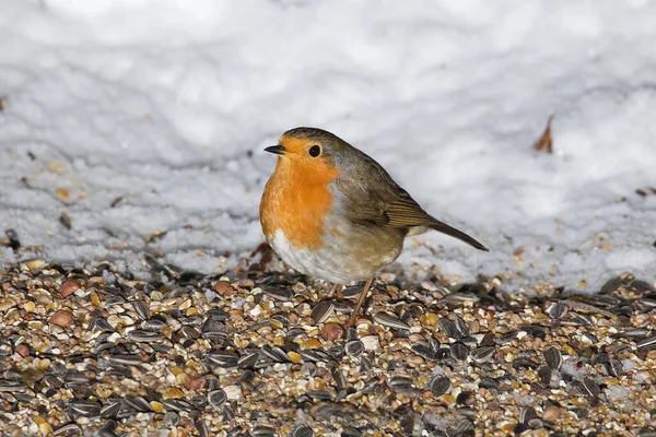 Európai Robin Erithacus Rubecula Hófehérkén Álló Felnőtt Normandia — Stock Fotó