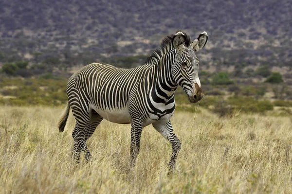 Grevy Zebra Equus Grevyi Samburu Park Kenia — Stockfoto