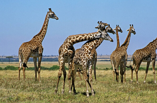 Masai Giraffe, giraffa camelopardalis tippelskirchi, Herd at Masai Mara Park in Kenya