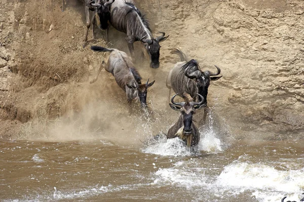 Blauwe Gnoes Connochaetes Taurinus Herd Die Mara Oversteekt Tijdens Migratie — Stockfoto
