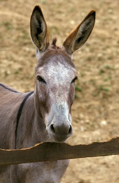 Retrato Grey Domestic Burro Uma Raça Francesa — Fotografia de Stock