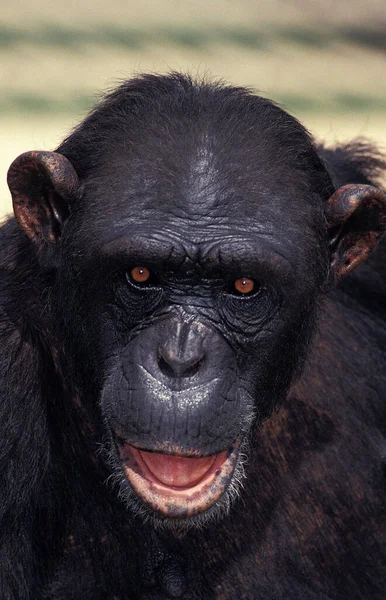 Chimpancé Trogloditas Pan Retrato Adulto —  Fotos de Stock