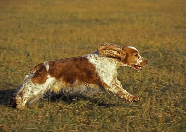 English Cocker Spaniel Dog Run Field — стокове фото