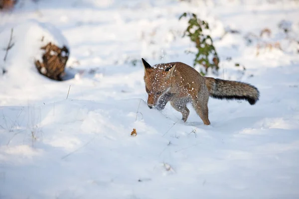 Red Fox Vulpes Vulpes Ενηλίκων Σκάψιμο Στο Χιόνι Νορμανδία — Φωτογραφία Αρχείου