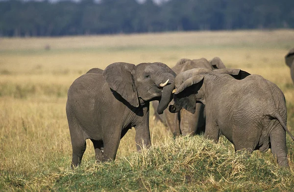 Elefante Africano Loxodonta Africana Juveniles Jugando Masai Mara Park Kenia —  Fotos de Stock
