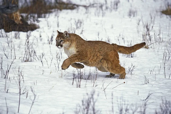 美洲狮 美洲狮变色 在雪地上奔跑的成年人 蒙大拿 — 图库照片