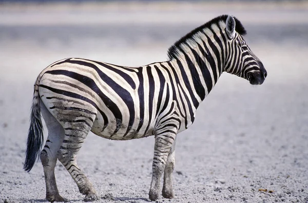 Zebra Burchell Equus Burchelli Πάρκο Serengeti Στην Τανζανία — Φωτογραφία Αρχείου