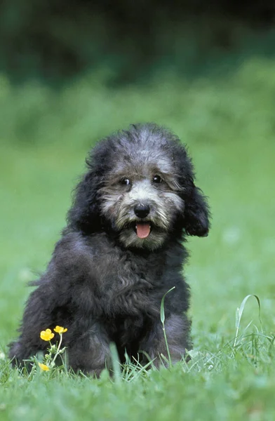 Grey Standard Poodle Pup Sitting Grass — Zdjęcie stockowe