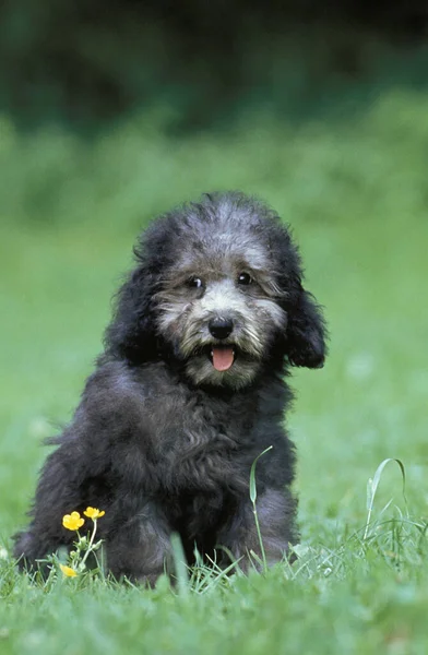 Poodle Estándar Gris Cachorro Sentado Hierba — Foto de Stock