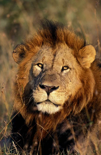 Leão Africano Pantera Leo Retrato Masculino Parque Masai Mara Quênia — Fotografia de Stock