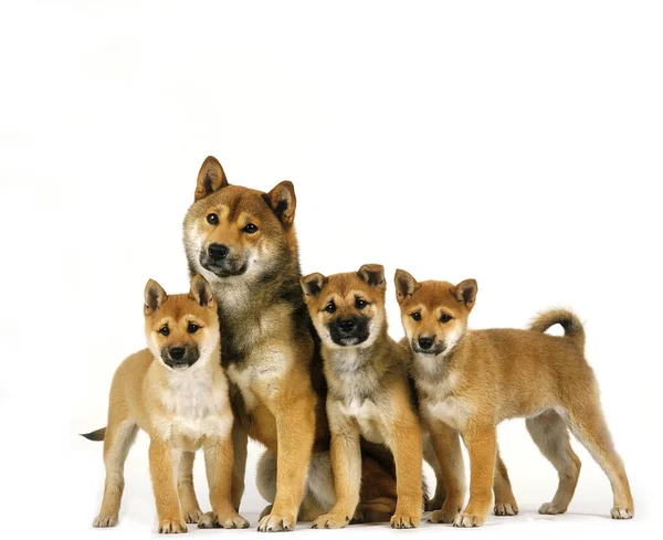 Shiba Inu Hund Mor Och Valpar Mot Vit Bakgrund — Stockfoto
