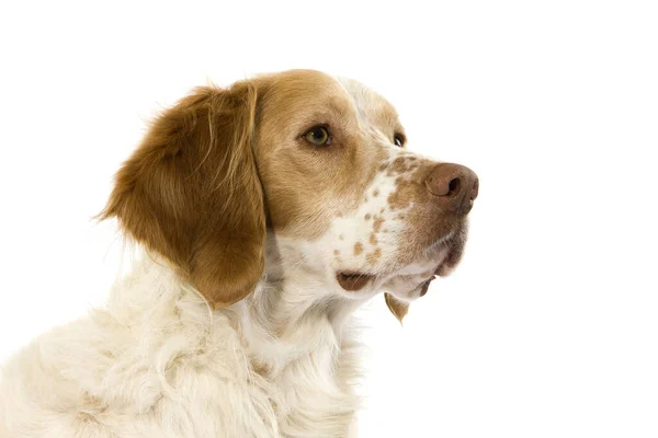 Cão Espanhol Francês Cor Canela Retrato Macho — Fotografia de Stock