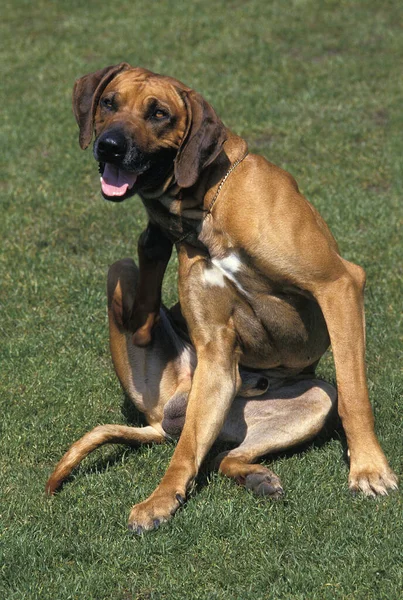 Boynunu Kaşıyan Köpek — Stok fotoğraf