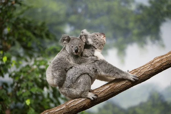 Koala Phascolarctos Cinereus Mãe Carregando Jovem Suas Costas — Fotografia de Stock