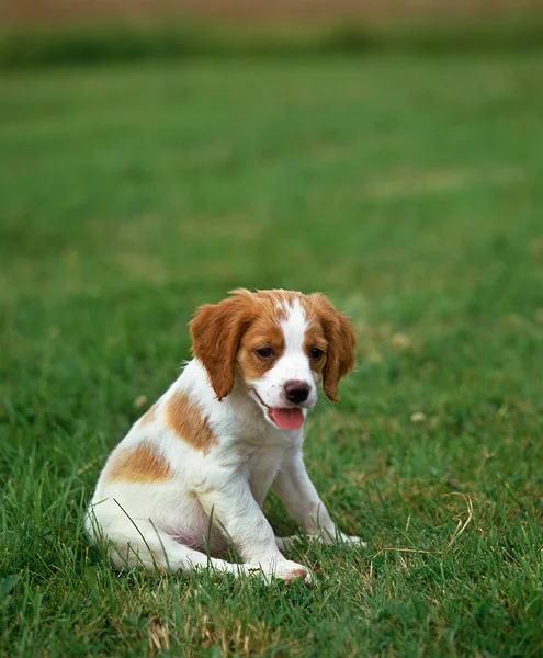 Brittany Spaniel Pup Sitting Grass — Stock fotografie