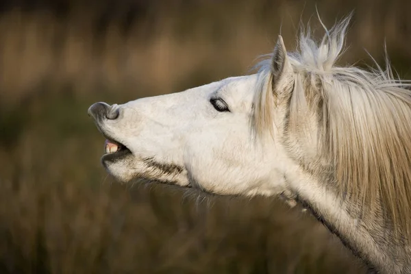 Kuda Camargue Flehming Saintes Marie Mer Prancis Selatan — Stok Foto