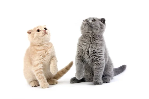 Niebieski Scottish Fold Domestic Cat Krem Scottish Fold Czarny Żółw — Zdjęcie stockowe