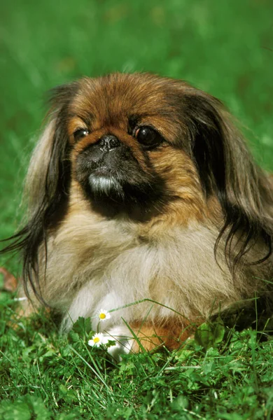 Pekinesisk Hund Som Ligger Gräs — Stockfoto