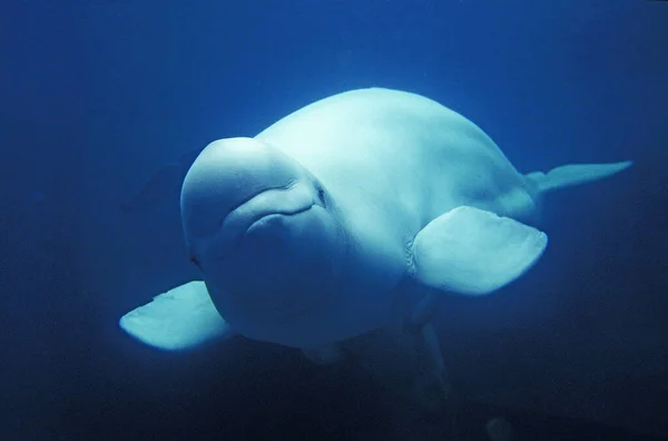 白鯨または白鯨 デルフィナプテルス ルカス — ストック写真