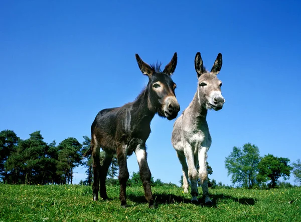 Burro Cinzento Burro — Fotografia de Stock