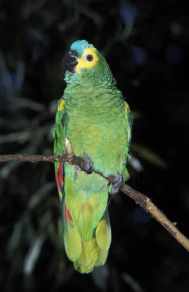 Blue Fronted Amazon Parrot Turquoise Fronted Amazon Parrot Amazona Aestiva — Stock Photo, Image