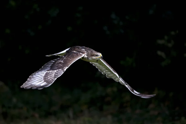 Ferruginous Hawk Buteo Regalis Flight — Stock fotografie