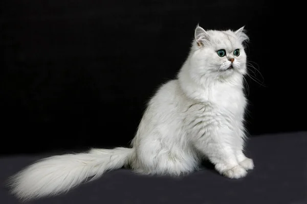 Chinchilla Persian Cat Sfondo Colorato — Foto Stock