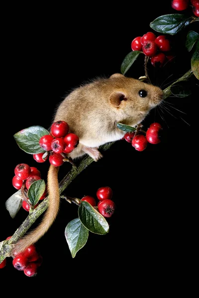 Vanlig Dormouse Muscardinus Avellanarius Stående Grenen Med Bär Normandie — Stockfoto