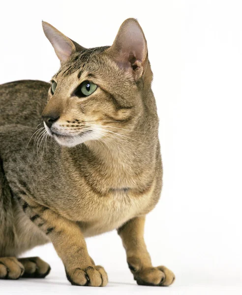 Brown Tabby Oriental Inhemsk Katt Mot Vit Bakgrund — Stockfoto