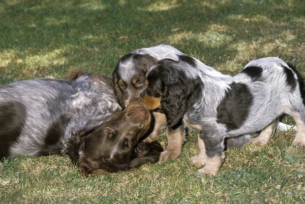 Σκυλί Πικαρδία Μητέρα Και Κουτάβι — Φωτογραφία Αρχείου