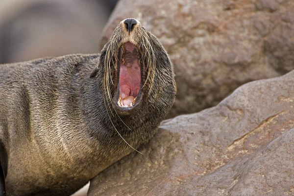 Νοτιοαφρικανική Fur Seal Arctocephalus Pusillus Θηλυκό Χασμουρητό Cape Cross Στη — Φωτογραφία Αρχείου