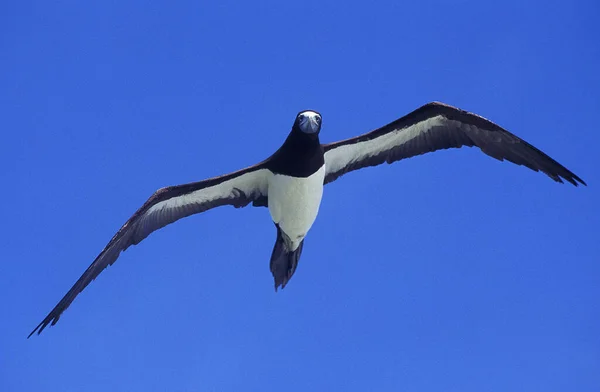 Brown Booby Sula Leucogaster Vuxen Flyg Australien — Stockfoto