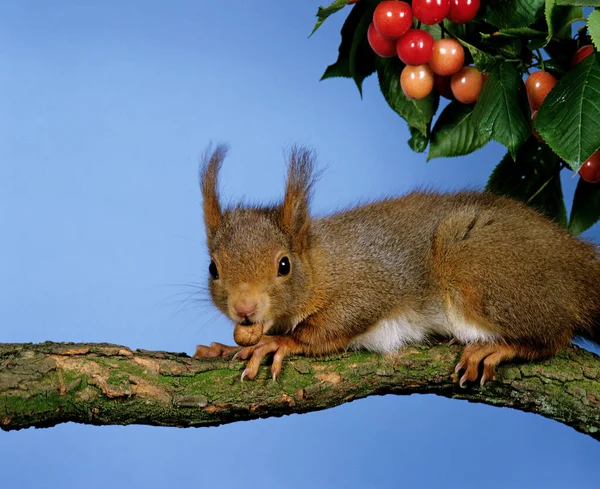 Rotes Eichhörnchen Sciurus Vulgaris Auf Zweigen Stehend Haselnuss Fressend — Stockfoto