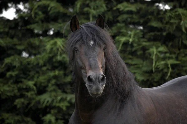 Reines Spanisches Pferd Oder Pre Horse — Stockfoto