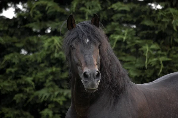 Ren Spansk Häst Eller Prehäst — Stockfoto