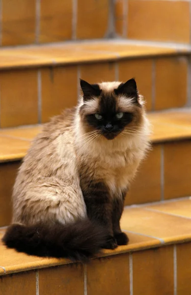 Gato Doméstico Sentado Escaleras —  Fotos de Stock