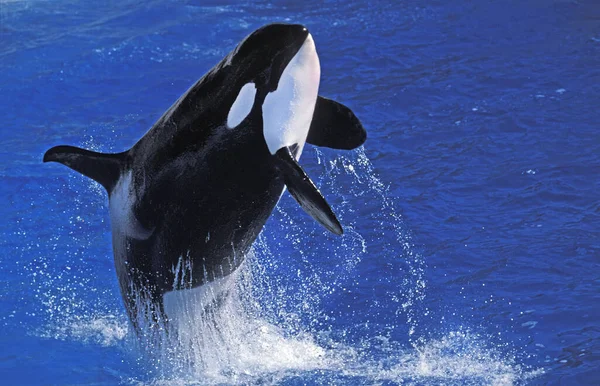 Killer Whale Orcinus Orca Adult Breaching — Stock Photo, Image