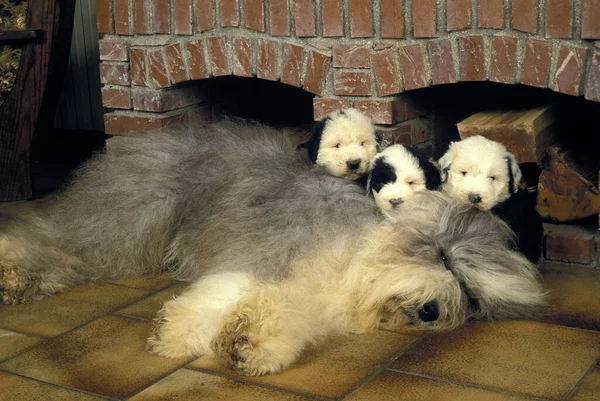 Kısa Kuyruklu Köpek Yaşlı Ngiliz Çoban Köpeği Anne Yavrular — Stok fotoğraf