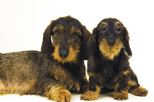 Wire Haired Dachshund Μητέρα Και Κουτάβι Λευκό Φόντο — Φωτογραφία Αρχείου