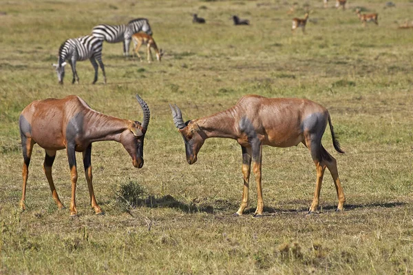 Topi Damaliscus Korrigum Males Masai Mara Park Kenya — Zdjęcie stockowe