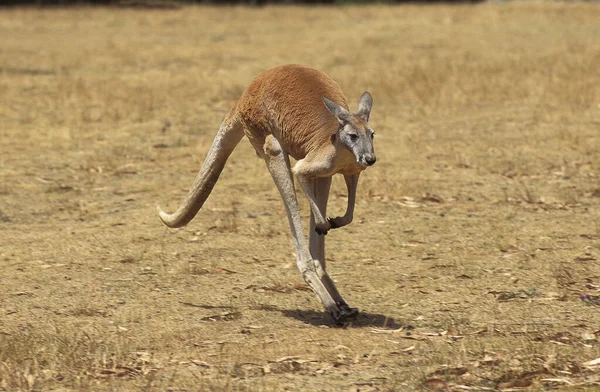 Red Kangaroo Macropus Rufus Männlich Australia — Stockfoto