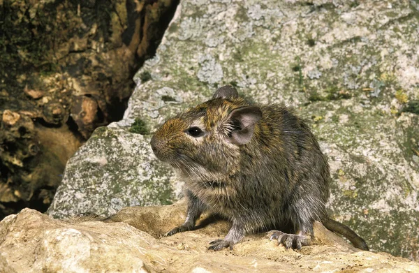 Degu Chilean Rat Octodon Degus — Stock Photo, Image