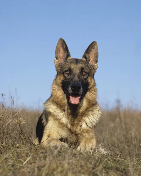 Tyska Shepherd Dog Läggning — Stockfoto