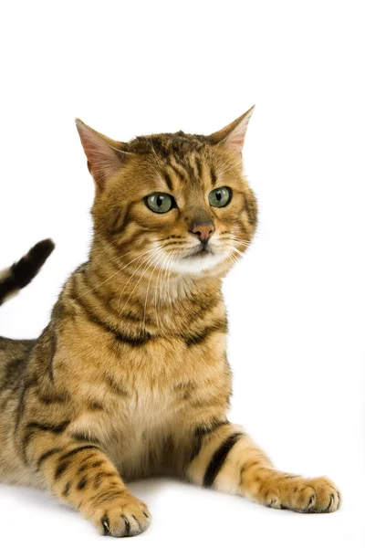 Brown Manchado Tabby Bengala Gato Doméstico Pie Contra Fondo Blanco — Foto de Stock