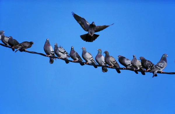 Pigeons Columba Livia Fond Naturel — Photo