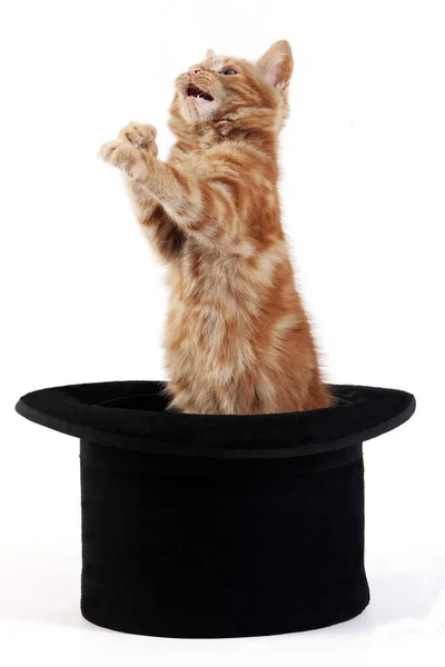 Red Tabby Domestic Cat Kitten Playing Hat White Background — Stock Photo, Image