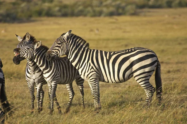 Burchell Zebra Equus Burchelli Group Masai Mara Park Kenya — Zdjęcie stockowe